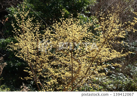 Flower of Sanshui Flower of Sanshui 139412067