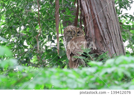 owl owl 139412076