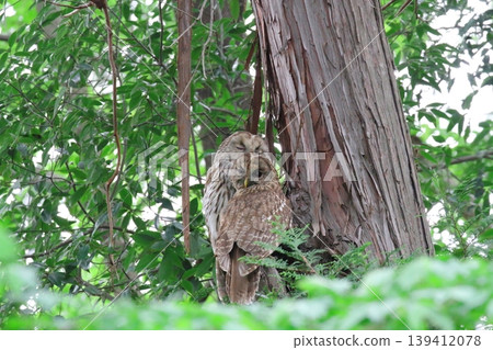 owl owl 139412078