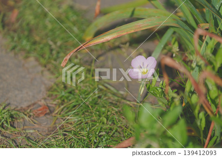 A single evening primrose blooms by the roadside. A single evening primrose blooms by the roadside. 139412093