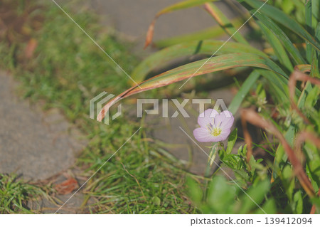 A single evening primrose blooms by the roadside. A single evening primrose blooms by the roadside. 139412094