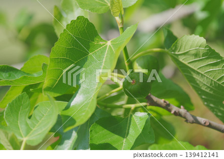 年輕無花果 年輕無花果 139412141