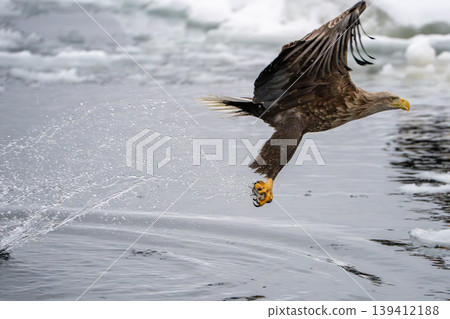 White-tailed eagles catching prey in the sea of drift ice White-tailed eagles catching prey in the sea of drift ice 139412188