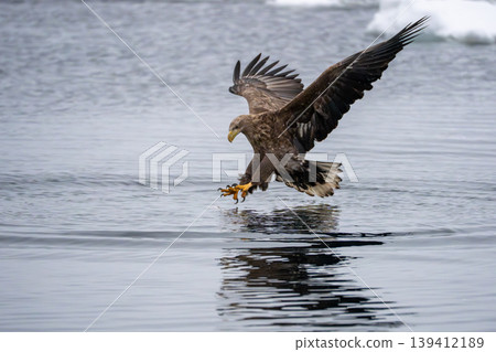 White-tailed eagles catching prey in the sea of drift ice White-tailed eagles catching prey in the sea of drift ice 139412189