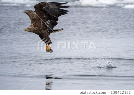 White-tailed eagles catching prey in the sea of drift ice White-tailed eagles catching prey in the sea of drift ice 139412192