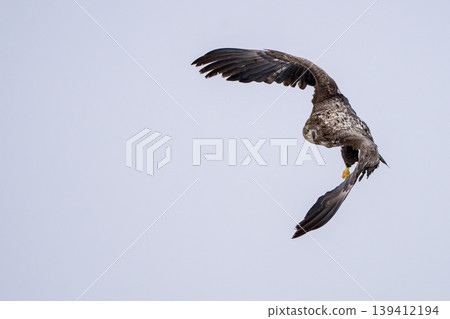 A white-tailed eagle takes flight, hunting for prey. 139412194
