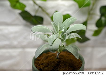 白色鼠尾草 白色鼠尾草 139412217
