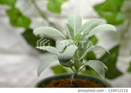 白色鼠尾草 白色鼠尾草 139412218