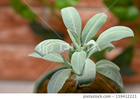 白色鼠尾草 白色鼠尾草 139412221