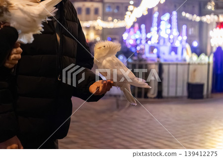 A person gently holds a white crested pigeon on their open hand, illuminated by the captivating blur of festive city lights at a charming night market A person gently holds a white crested pigeon on their open hand, illuminated by the captivating blur of festive city lights at a charming night market 139412275