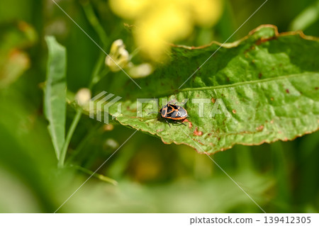 Turtle 139412305
