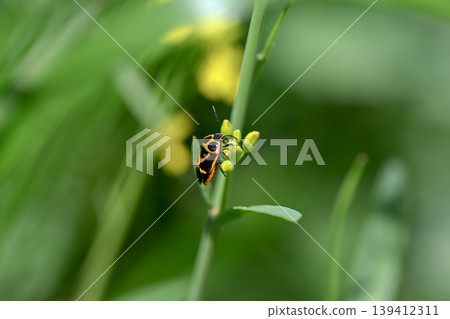 Turtle 139412311