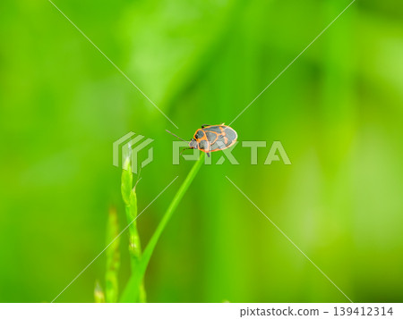 Turtle 139412314