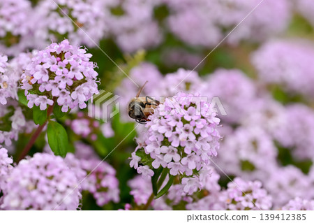 Honeybee x Thyme 139412385
