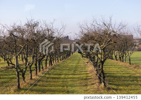 Leafless fruit trees stand in orderly rows across a vibrant green orchard, depicting the quiet beauty of agricultural land in winter 139412455