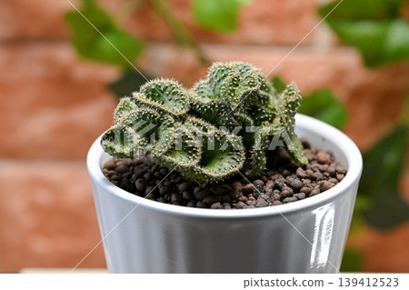 Cactus Seigaiha 139412523