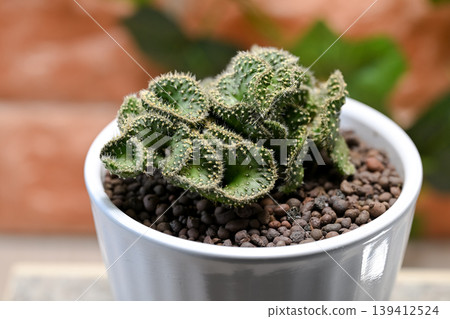 Cactus Seigaiha 139412524