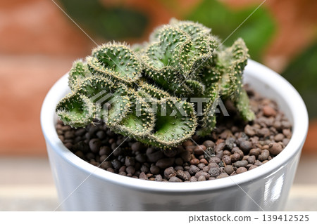 Cactus Seigaiha 139412525
