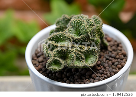 Cactus Seigaiha 139412526