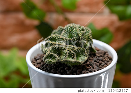 Cactus Seigaiha 139412527