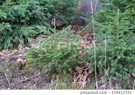 Young green spruce trees with fresh needles growing on a forest floor with moss and dry leaves, symbolizing new growth and natural environment Young green spruce trees with fresh needles growing on a forest floor with moss and dry leaves, symbolizing new growth and natural environment 139412591