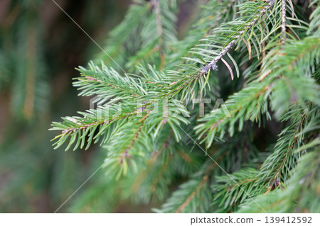 Vibrant green spruce branches with fresh needles, capturing evergreen nature and refreshing atmosphere of a winter forest, ideal for festive season themes Vibrant green spruce branches with fresh needles, capturing evergreen nature and refreshing atmosphere of a winter forest, ideal for festive season themes 139412592