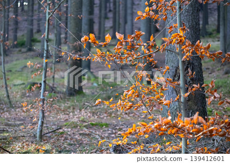 Autumn tree branches displaying vibrant orange and brown leaves bathed in sunlight, capturing the beauty of seasonal change in a tranquil forest Autumn tree branches displaying vibrant orange and brown leaves bathed in sunlight, capturing the beauty of seasonal change in a tranquil forest 139412601