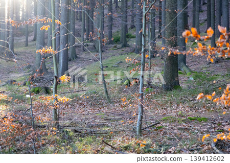 Golden sunlight beautifully filters through a peaceful forest, illuminating tall trees and scattered autumn leaves, perfectly capturing nature's serene beauty and quiet seasonal transition Golden sunlight beautifully filters through a peaceful forest, illuminating tall trees and scattered autumn leaves, perfectly capturing nature's serene beauty and quiet seasonal transition 139412602