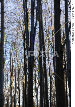 A tranquil winter forest scene presents tall, bare deciduous trees, their slender trunks reaching towards a bright blue sky, symbolizing natural resilience and seasonal beauty A tranquil winter forest scene presents tall, bare deciduous trees, their slender trunks reaching towards a bright blue sky, symbolizing natural resilience and seasonal beauty 139412614