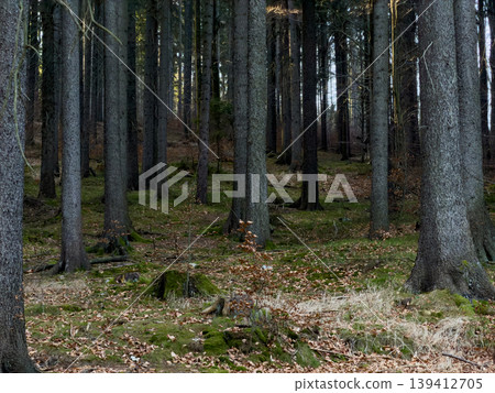 Tranquil dense forest with numerous tall dark tree trunks, lush green moss, and scattered brown fallen leaves covering the ground, depicting natural wilderness 139412705