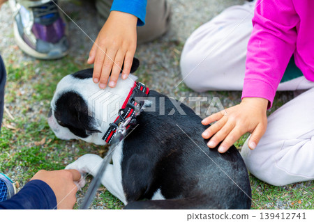 Boston Terrier playing in the park Boston Terrier playing in the park 139412741