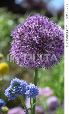 Purple flower: Allium Purple flower: Allium 139412745