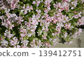 可愛的小花 139412751