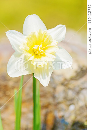 Flowers around the house, various in the four seasons. The pure and elegant white daffodils have bloomed in the spring flowerbed. Flowers around the house, various in the four seasons. The pure and elegant white daffodils have bloomed in the spring flowerbed. 139412782