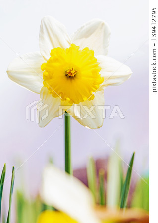 Flowers around the house, various in the four seasons. The pure and elegant white daffodils have bloomed in the spring flowerbed. Flowers around the house, various in the four seasons. The pure and elegant white daffodils have bloomed in the spring flowerbed. 139412795