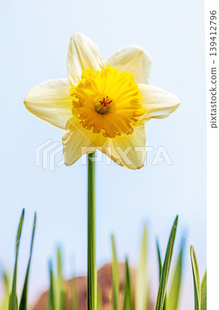 Flowers around the house, various in the four seasons. The pure and elegant white daffodils have bloomed in the spring flowerbed. Flowers around the house, various in the four seasons. The pure and elegant white daffodils have bloomed in the spring flowerbed. 139412796