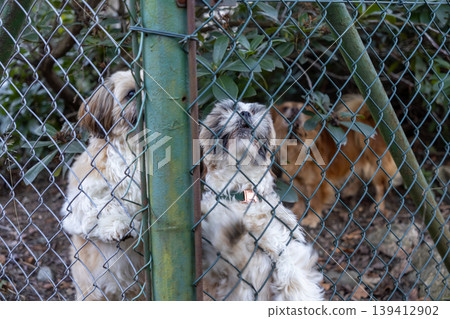 Two fluffy shih tzu type dogs eagerly standing on their hind legs, peeking curiously through a green chain link fence, illustrating pet confinement and watchful curiosity 139412902