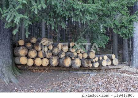 Stacked raw wooden logs neatly piled in a dense coniferous forest, representing timber harvesting, natural energy, and sustainable resource management Stacked raw wooden logs neatly piled in a dense coniferous forest, representing timber harvesting, natural energy, and sustainable resource management 139412903
