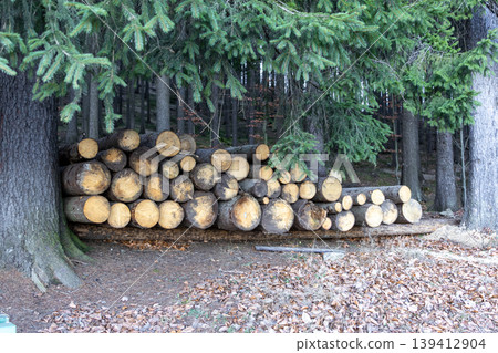 A large stack of freshly cut wooden logs neatly piled in a verdant evergreen forest, symbolizing sustainable forestry practices and renewable energy resources 139412904