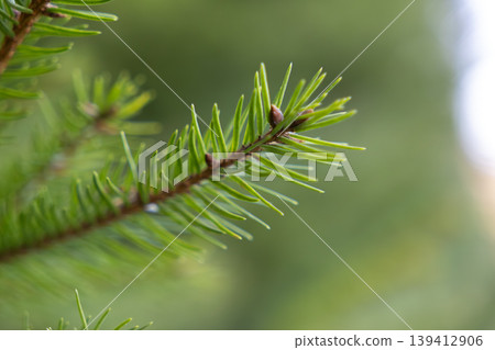 Vibrant green pine branch with fresh needles and tiny buds, symbolizing new growth, natural vitality, and the fresh essence of an outdoor forest environment Vibrant green pine branch with fresh needles and tiny buds, symbolizing new growth, natural vitality, and the fresh essence of an outdoor forest environment 139412906
