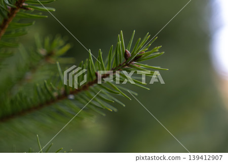 Fresh vibrant green spruce branch with sharp needles and developing buds, symbolizing natural growth, forest ecology, and refreshing environmental wellness 139412907