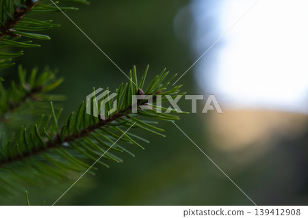 Close-up of a vibrant green pine branch with emerging buds, reflecting the beauty of fresh nature, winter serenity, and the joyful spirit of the holiday season Close-up of a vibrant green pine branch with emerging buds, reflecting the beauty of fresh nature, winter serenity, and the joyful spirit of the holiday season 139412908
