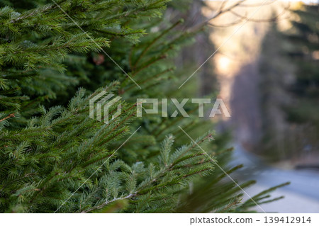 Vibrant green evergreen tree branches with fresh sharp needles creating a natural forest background, representing natural growth and serene winter beauty Vibrant green evergreen tree branches with fresh sharp needles creating a natural forest background, representing natural growth and serene winter beauty 139412914