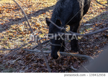 Black horse foraging through golden autumn leaves and dry grass in a sunlit pasture, embodying natural beauty and serene animal life outdoors 139412938