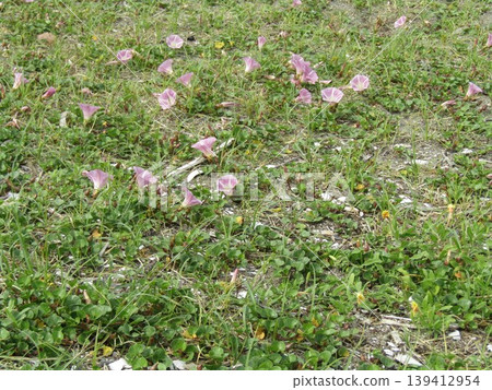 The pink flowers of the beach morning glory have begun to bloom. 139412954