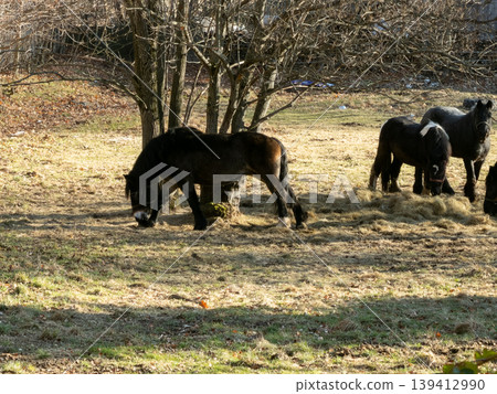 Dark horses, including a pony with a white blaze, peacefully graze on sparse dry grass and hay in a sunny rural field, depicting tranquil farm life Dark horses, including a pony with a white blaze, peacefully graze on sparse dry grass and hay in a sunny rural field, depicting tranquil farm life 139412990