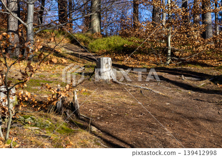 Sunlit forest path with a prominent tree stump and fallen autumn leaves, evoking natural beauty and tranquility in a serene outdoor setting Sunlit forest path with a prominent tree stump and fallen autumn leaves, evoking natural beauty and tranquility in a serene outdoor setting 139412998