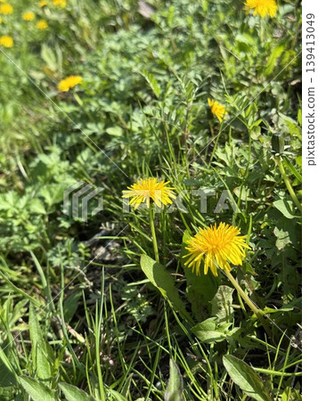 Dandelion Hill with a view of the sea (Photo taken at: Namerikawa Seaside Park Observation Deck, Namerikawa City, Toyama Prefecture; Photo taken in April) 139413049