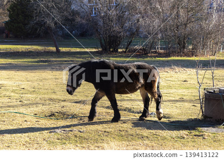 Dark brown draft horse walking across a sunny pasture, reflecting a peaceful agricultural landscape and the calm nature of farm animals in a rural countryside setting during a bright spring afternoon Dark brown draft horse walking across a sunny pasture, reflecting a peaceful agricultural landscape and the calm nature of farm animals in a rural countryside setting during a bright spring afternoon 139413122