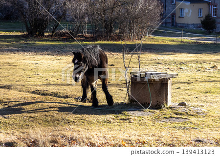 A dark horse grazes peacefully near an old stone well within a sunny meadow, capturing the essence of rustic farm life, pastoral landscape scenery, agricultural heritage, and serene rural atmosphere A dark horse grazes peacefully near an old stone well within a sunny meadow, capturing the essence of rustic farm life, pastoral landscape scenery, agricultural heritage, and serene rural atmosphere 139413123